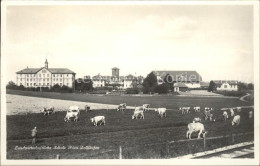 11913789 Zollikofen Landwirtschaftschule Kuehe Zollikofen - Other & Unclassified