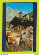 Almmotiv Aus Österreich Engalm Im Karwendel Belles Vaches à L'Abreuvoir VOIR DOS - Cows