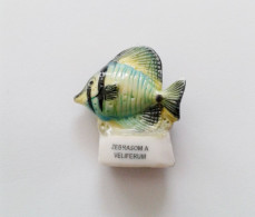 Fève Poisson Zebrasoma Veliferum - Animaux