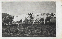 Labourage Nivernais Rosa Bonheur - Sonstige & Ohne Zuordnung