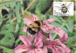 Bombus Ruderatus, Le Bourdon Des Friches Le Timbre - Insectes