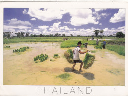 THAILANDE.BANGKOK (ENVOYE DE).BURIRUM " PLANT RICE IN THE FIELD READY FOR THE RAINNY SEASON ". ANNEE 1999+TEXTE+TIMBRE - Thaïlande