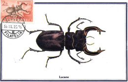 Lucane Avec Le Timbre - Insectos