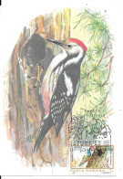 PIC MOYEN (Dendrocopos Medius) Avec Le Timbre - Birds