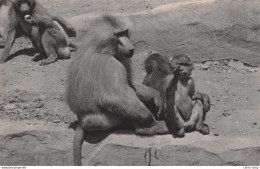 PARC ZOOLOGIQUE DU BOIS DE VINCENNES PARIS  - Une Famille De Singes Hamadryas. CPSM ±1950 ♦♦♦ - Singes