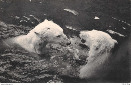 PARC ZOOLOGIQUE DU BOIS DE VINCENNES PARIS  - Ours Blancs S'ébattant Dans L'eau.. CPSM ±1950 ♦♦♦ - Ours