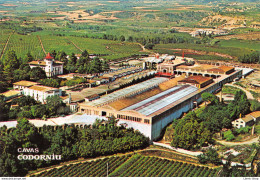 SADURNI D'ANOIA - CAVAS CODORNIU Exteriores ( Vignobles) CPSM ♥♥♥ - Sonstige & Ohne Zuordnung