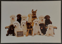 Carte Postale - KNGF (groupe De Chiens Posant Pour Une Photo) Chiens-guides D'aveugles - Dogs