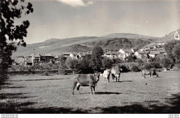 ESPAÑA-CATALUÑA-LLIVIA -VISTA PARCIAL-VACAS-VACHES- CPSM COMMERCIAL PRAT N°17 ♥♥♥ - Sonstige & Ohne Zuordnung