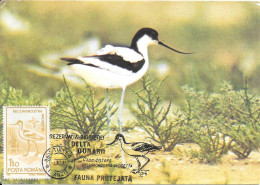 Avocette élégante Avec Le Timbre - Oiseaux