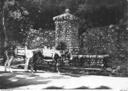 [20] [2A] PORTO - La Fontaine Avec 2 ânes  - Cpsm ± 1960 ♥♥♥ - Autres & Non Classés