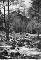 [20] [2B] Haute Corse > Clairière En Forêt De VIZZAVONA Cpsm  ± 1960 ♥♥♥ - Sonstige & Ohne Zuordnung