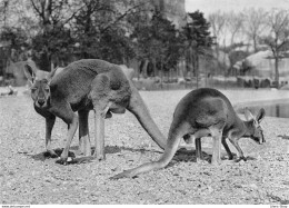 PARC ZOOLOGIQUE PARIS - KANGOUROUS ROUX Macropus Rufus Australie RV CPSM ♥♥♥ - Sonstige & Ohne Zuordnung