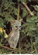 LA GENETTE . Genetta Ce Petit Carnivore De La Foret Africaine Est Inoffensif Mais Chassé Pour Sa Fourrure.. ♥♥♥ - Sonstige & Ohne Zuordnung