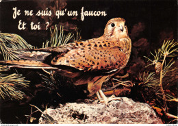 HUMOUR # ANIMAUX # " Je Ne Suis Qu'un Faucon  & Toi ? " ♦♦♦ - Birds