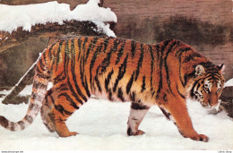 CPM... ANIMAUX....TIGRE DANS LA NEIGE... ♥♥♥ - Tigers