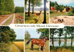 72682403 Drente Natur Landschaft Damwild Pferde Campingplatz  - Other & Unclassified