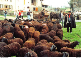 [43] 1ère Transhumance De La Noire Du Velay Du Marais De Limagne à Bains 1995 # Moutons #  Agriculture # élevage Cpm ♥♥♥ - Autres & Non Classés