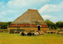 72681751 Texel Schapenboet Schafe Schafstall Landwirtschaft Viehzucht  - Sonstige & Ohne Zuordnung