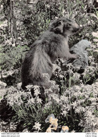 EN SAVOIE - ANIMAUX DES ALPES - LA MARMOTTE - A-17 PHOTEDIT  - CPSM GF DENTELÉE ♥♥♥ - Sonstige & Ohne Zuordnung