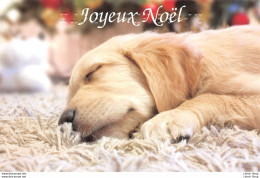 CHIEN LABRADOR - JOYEUX NOEL MEILLEURS VOEUX (en Braille) CPM ♥♥♥ - Other & Unclassified