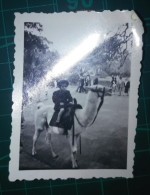 PHOTOGRAPHIE En Noir Et Blanc. Taille 6,5 Cm. X 4,5 Cm. Environ. Enfant Chevauchant Un Guanaco Sur La Plaza.. - Anonyme Personen