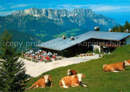 72681292 Untersberg Berggaststaette Oberahornkaser Terrasse Rinder Untersberg - Sonstige & Ohne Zuordnung