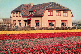 72680899 Noordwijk Aan Zee  Hotel Pension De Instuif Blumenbeet Tulpen  - Andere & Zonder Classificatie