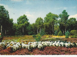 AK 211864 GERMANY - Lüneburger Heide (?) - Lüneburger Heide