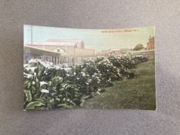 Wild Arum Lilies, Albany, Western Australia Carte Postale Postcard - Albany