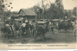 Laos - Caravane De Ravitaillement Par Boeufs-porteurs - Commissariat Bull Caravan - Laos