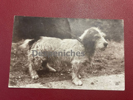 Basset Griffon Vendéen - Hunde