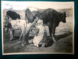 PHOTOGRAPHIE En Noir Et Blanc. (Taille 23cm. X 14cm. Environ). Oeuvre D'art (peinture, Tableau) Femme Traire Une Vache L - Amerika