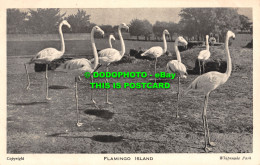 R466960 Flamingo Island. Whipsnade Park. Zoological Society Of London - Autres & Non Classés