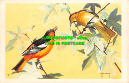 R466963 Bullock Oriole. National Wildlife Federation Songbird Postcard Series. 5 - Monde