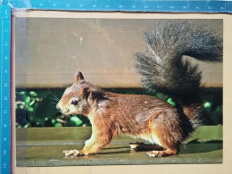 KOV 506-52 - ÉCUREUIL, SQUIRREL ,  - Other & Unclassified