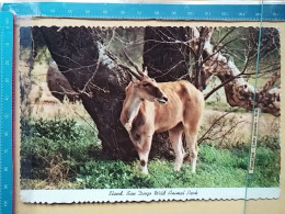 KOV 506-52 - ELAND, SAN DIEGO ANIMAL PARK - Other & Unclassified