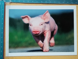 KOV 506-52 - Pig, Porc, Svine - Pigs