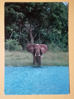 KOV 506-46 - ELEPHANT, ELEFANT, AFRICA, TANZANIA - Elephants