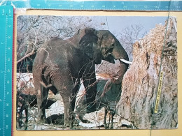 KOV 506-46 - ELEPHANT, ELEFANT, AFRICA - Olifanten
