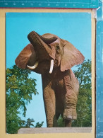 KOV 506-46 - ELEPHANT, ELEFANT,  - Elephants