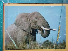 KOV 506-46 - ELEPHANT, ELEFANT, AFRICA - Elefantes