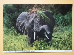 KOV 506-46 - ELEPHANT, ELEFANT, AFRICA - Elefantes