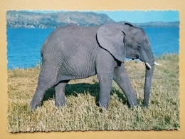 KOV 506-46 - ELEPHANT, ELEFANT, AFRICA, TANZANIA - Elephants