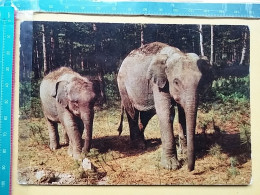 KOV 506-46 - ELEPHANT, ELEFANT, AUTO SAFARI AUSTRIA - Elefantes