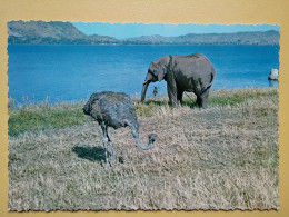 KOV 506-46 - ELEPHANT, ELEFANT, AFRICA, TANZANIA, OSTRICH - Olifanten