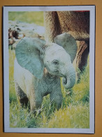 KOV 506-46 - ELEPHANT, ELEFANT,  - Elefanti