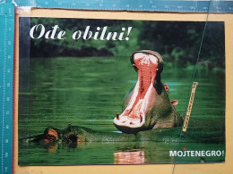 KOV 506-48 - HIPPOPOTAMUS, HIPPOPOTAME, MONTENEGRO, KOMIC, HUMOUR - Rhinocéros