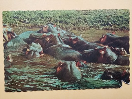 KOV 506-48 - HIPPOPOTAMUS, NILPFERD, HIPPOPOTAME,  - Rinoceronte