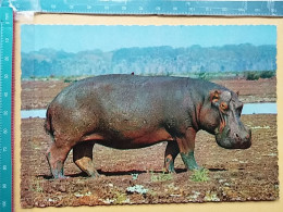 KOV 506-48 - HIPPOPOTAMUS, NILPFERD, HIPPOPOTAME,  - Rhinocéros